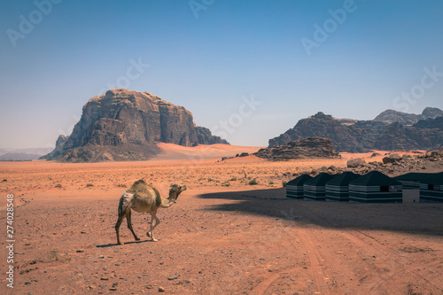 Red sand desert and camels at sunny summer day in Wadi Rum  Jordan. Middle East. UNESCO World Heritage Site and is known as The Valley of the Moon.