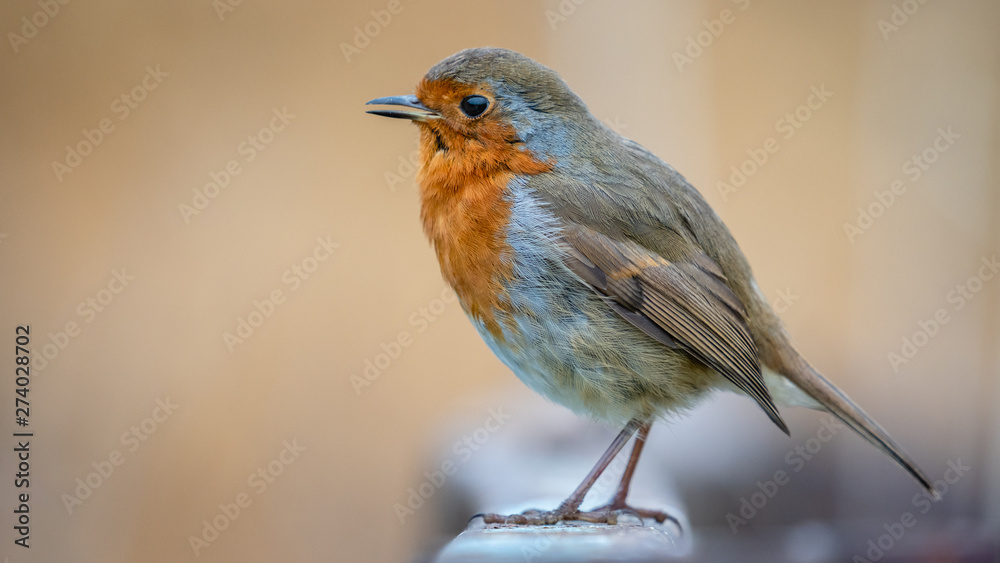 Fotografia Robin on farm trailer