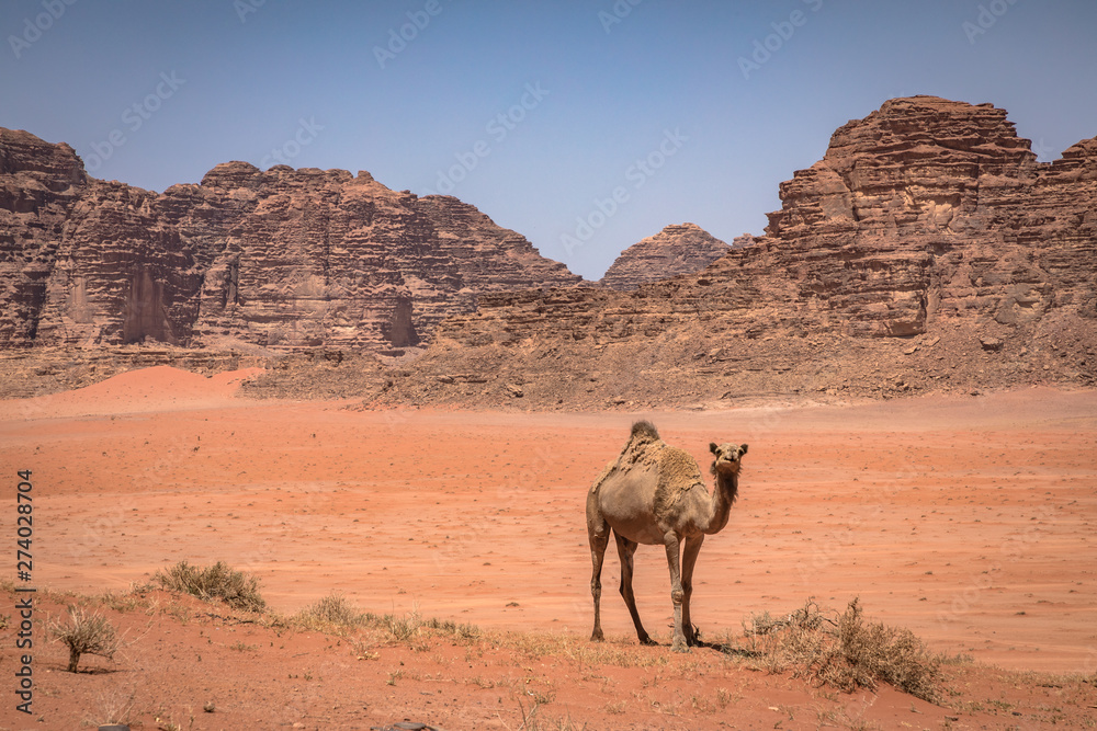 Red sand desert and camels at sunny summer day in Wadi Rum, Jordan. Middle East. UNESCO World Heritage Site and is known as The Valley of the Moon. Red sand desert and camels at sunny summer day in Wadi Rum, Jordan. Middle East. UNESCO World Heritage Site and is known as The Valley of the Moon.