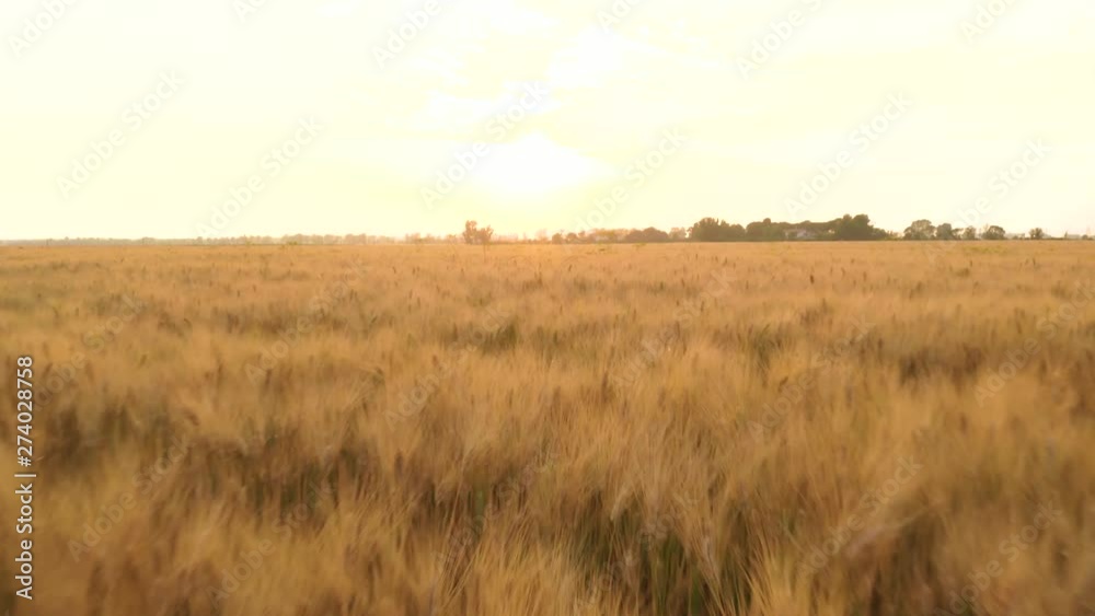 Campo di farro spelta, vista aera