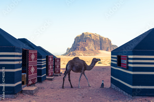 Red sand desert and camels at sunny summer day in Wadi Rum, Jordan. Middle East. UNESCO World Heritage Site and is known as The Valley of the Moon. photo