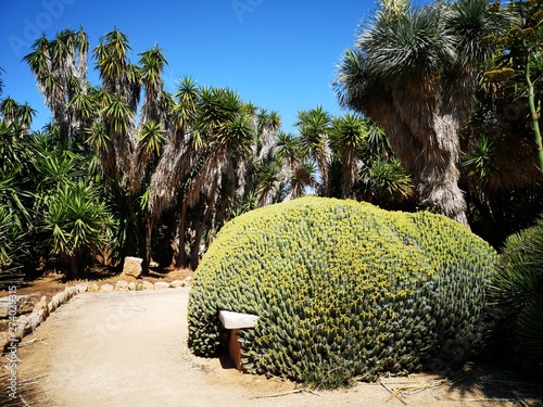 tropischer Palmengarten Urlaubsfeeling photo