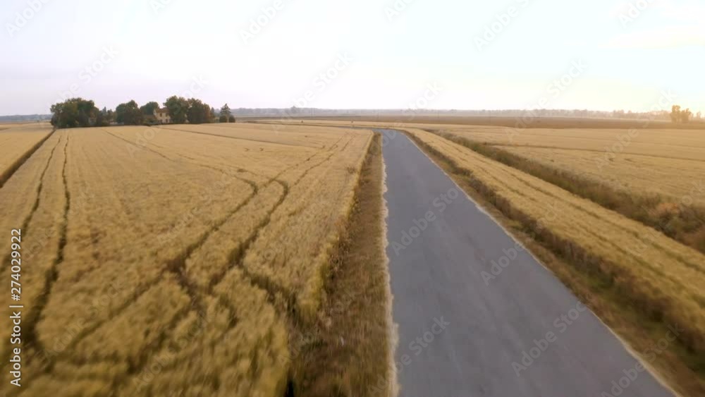 Campo di farro, anche detto triticum. Il più antico tipo di frumento coltivato