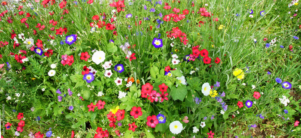 Colorful flower variety in extensive flowering areas