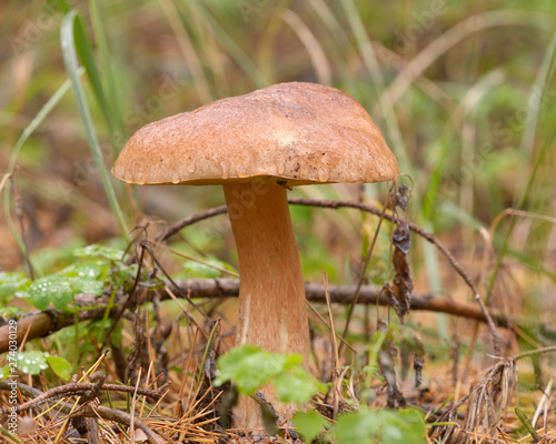 Porcini mushroom growing on the ground
