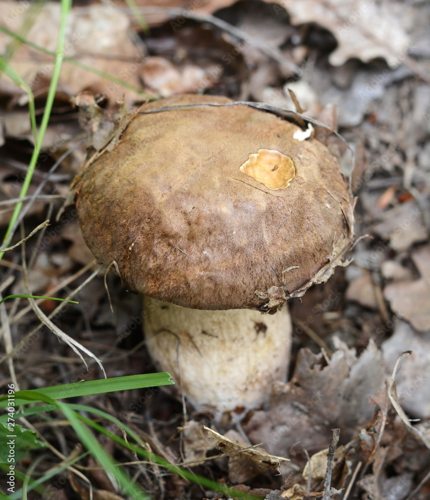Boletus mushroom in a natural environment.