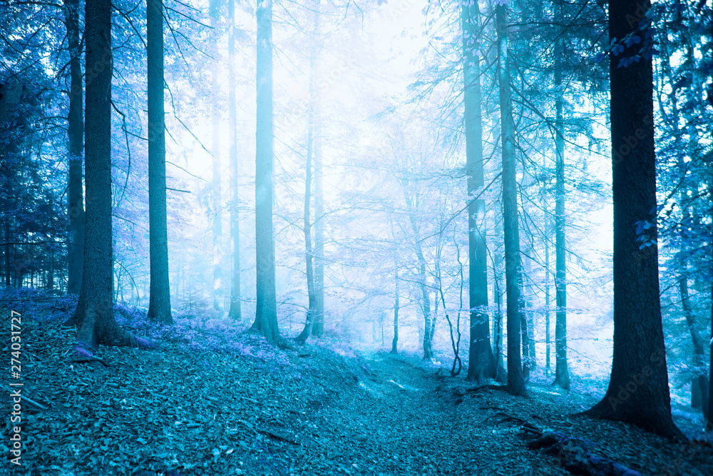 Fototapeta premium Mystical blue colored foggy forest footpath.
