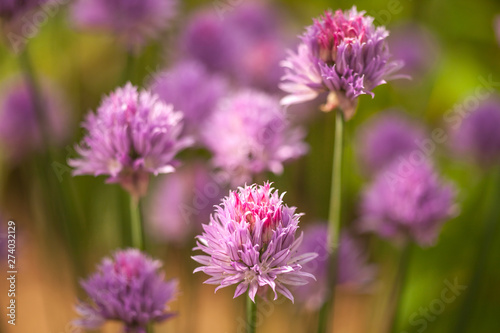 chive blossoms with green background and shadows