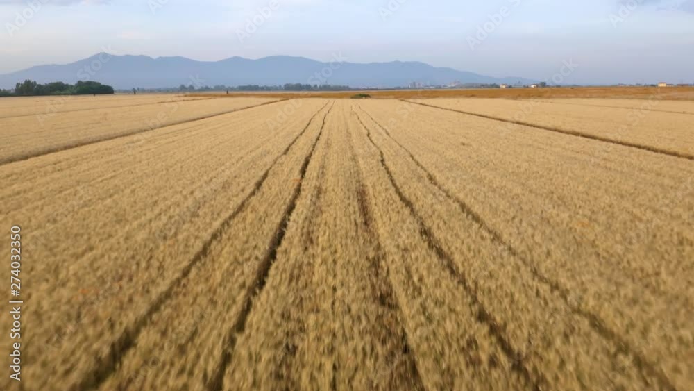 Campo di farro, anche detto triticum. Il più antico tipo di frumento coltivato