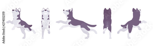Husky dog jumping. Northern sled, medium size compact Siberian breed, cute family companion for active fun and home security. Vector flat style cartoon illustration, white background, different views