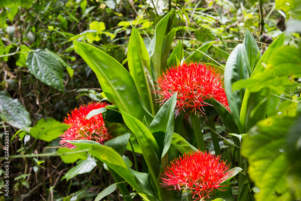 Tropical plants on the way to Kilimanjaro mountain Tropical plants on the way to Kilimanjaro mountain