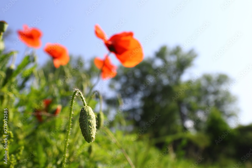 Incredibly beautiful poppies flowers. against the sun against the blue sky. in the morning. Macro