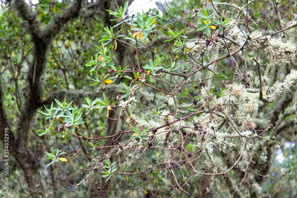 Tropical plants on the way to Kilimanjaro mountain Tropical plants on the way to Kilimanjaro mountain