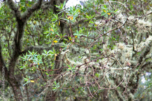 Tropical plants on the way to Kilimanjaro mountain