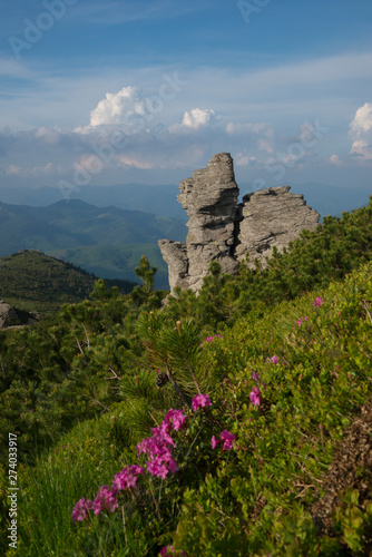 Landscape with rock and pink flowers photo