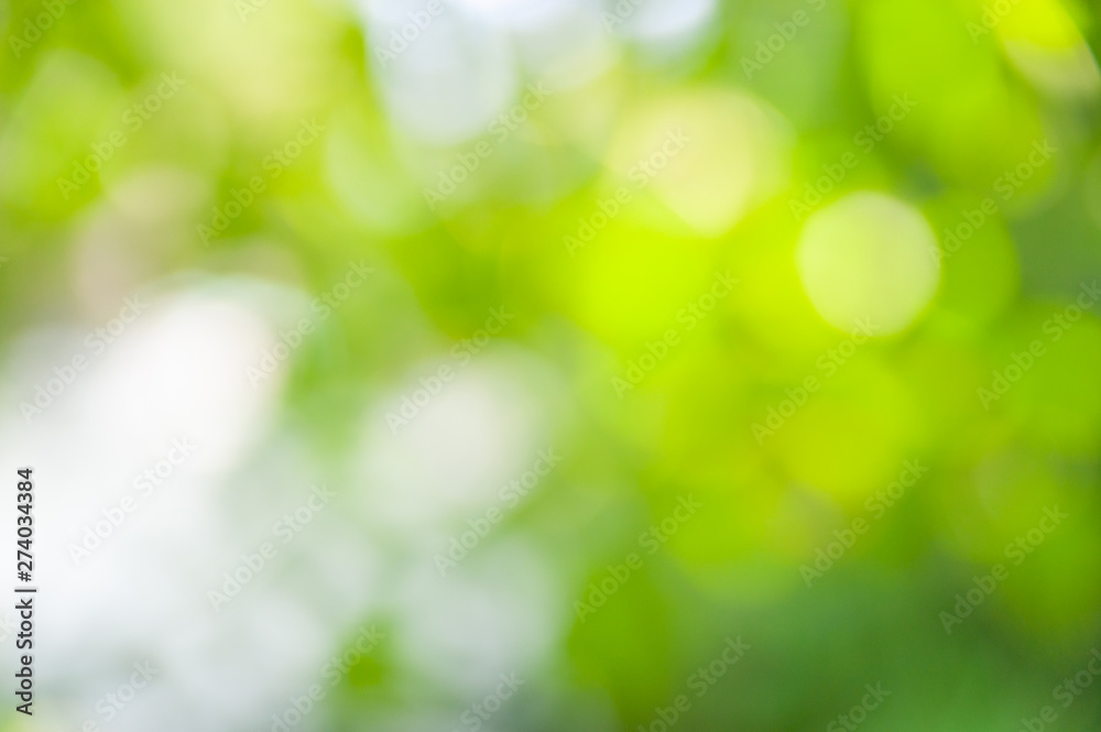 Blurred soft summer background of green leaves with bokeh effect.