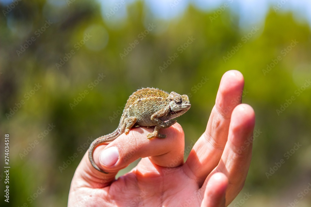 Little chameleon on hand posing Little chameleon on hand posing