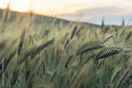 Wild barley field at sunset