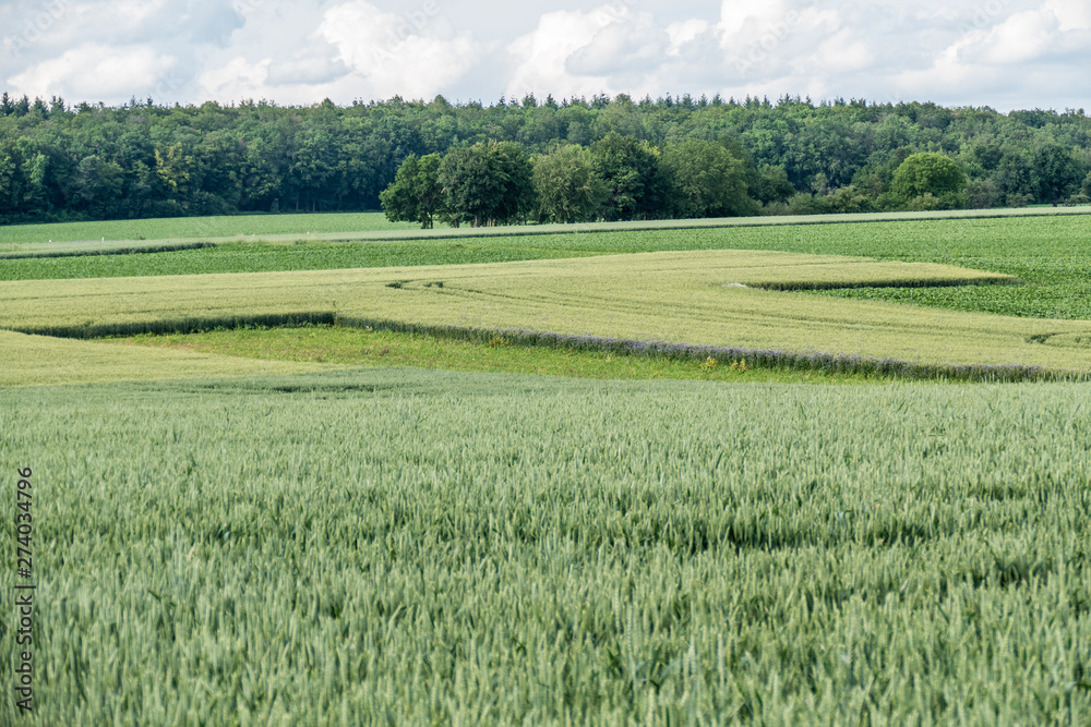 Getreideanbau im Frühjahr