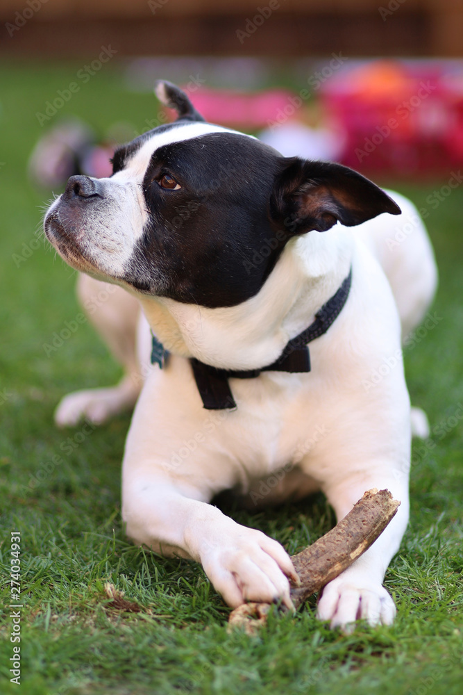 An American Bull Dog holding a stick between it's paws
