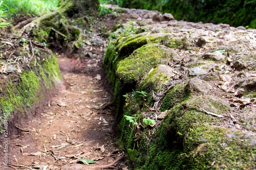 Moss on stones in forest