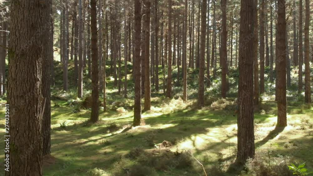 static shot of two men running on a path in a forest between the trees static shot of two men running on a path in a forest between the trees