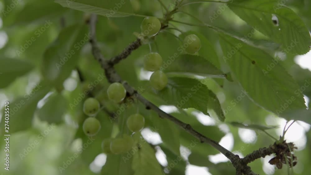 Fresh green unripe cherries in the garden on the branch Fresh green unripe cherries in the garden on the branch