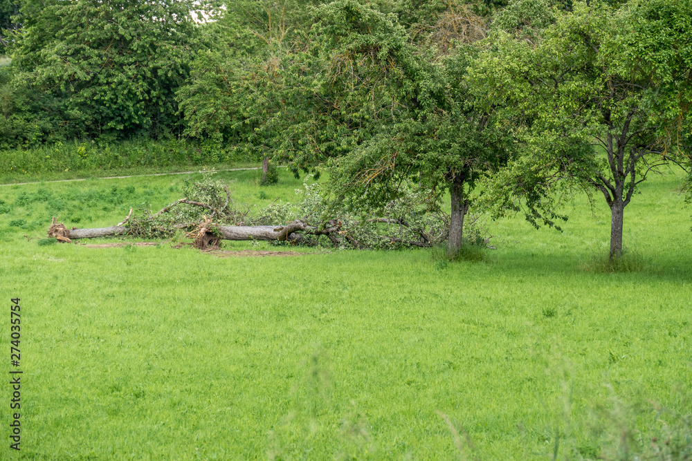 Baumgrundstück im Frühjahr Baumgrundstück im Frühjahr