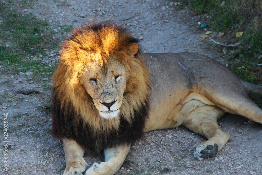 lion main image 0