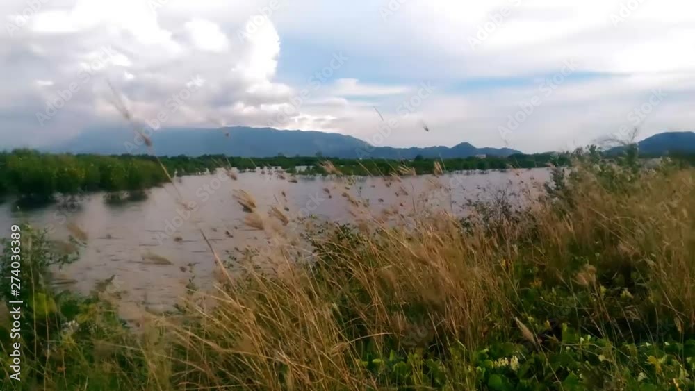 short videos of weeds and clouds on sunny afternoons with a video camera phone angle