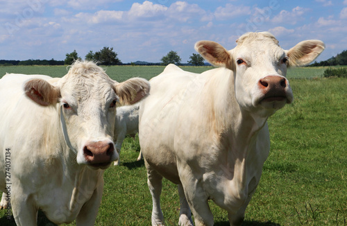Wallpaper Mural two white Charolais cows on a pasture Torontodigital.ca