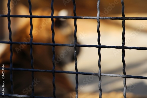 Strongly blurred silhouette of a tiger is visible inside the metal cage. Travel and tourism, nature, freedom and prison, animals and wildlife concept.