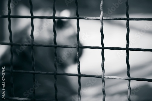 Black and white photography. Strongly blurred silhouette of a tiger is visible inside the metal cage. Travel and tourism, nature, freedom and prison, animals and wildlife concept.