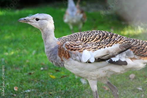 Tableau sur toile Male Great bustard (Otis tarda) with spotted plumage walks on the grass