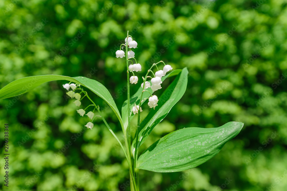 lily of the falley. Blooming forest spring flowers lily of the falley. Blooming forest spring flowers