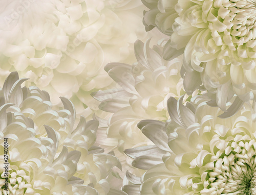 chrysanthemum flowers. white and green  background. floral collage. flower composition. Close-up. Nature. © nadezhda F