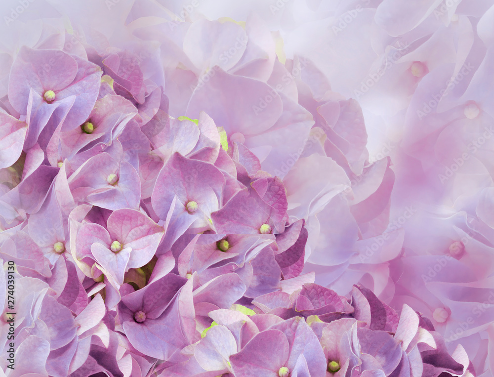 hydrangea flowers. purple background. floral collage. flower composition. Close-up. Nature.