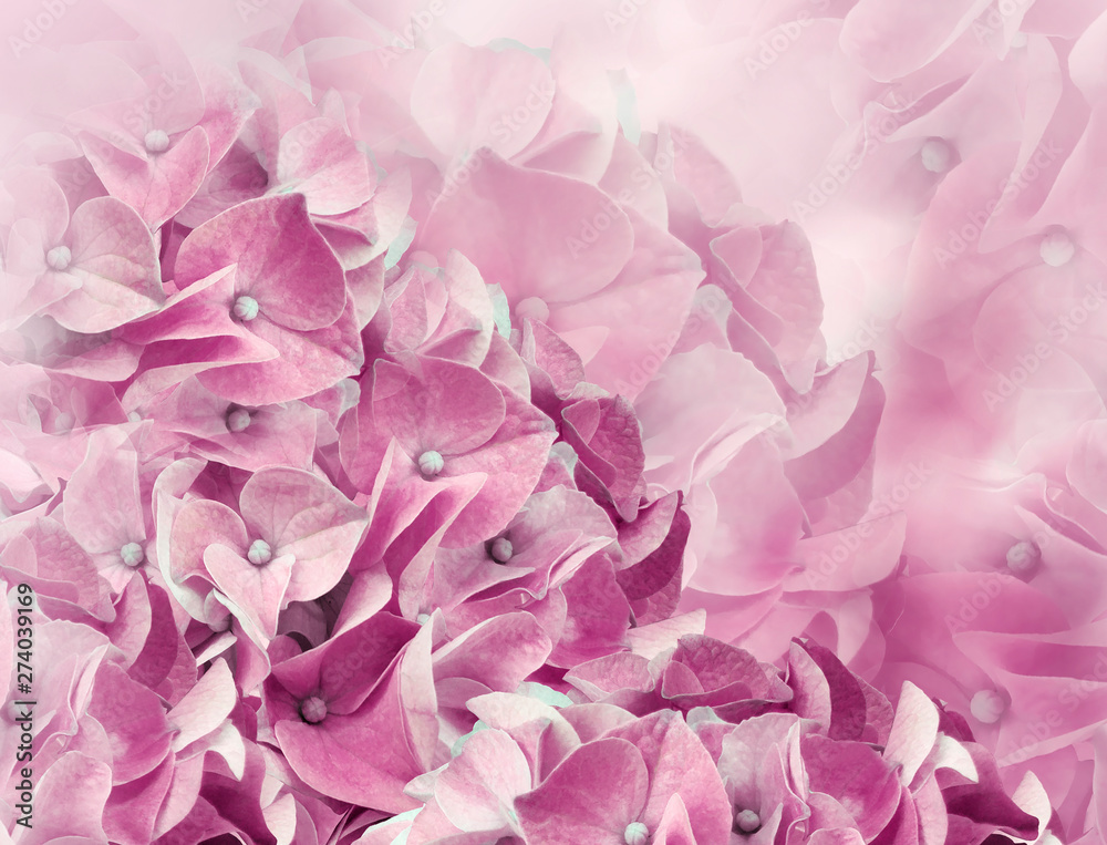 hydrangea flowers. pink background. floral collage. flower composition. Close-up. Nature.