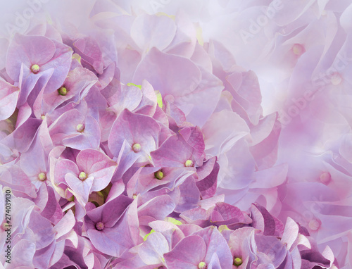 hydrangea flowers. purple background. floral collage. flower composition. Close-up. Nature. © nadezhda F