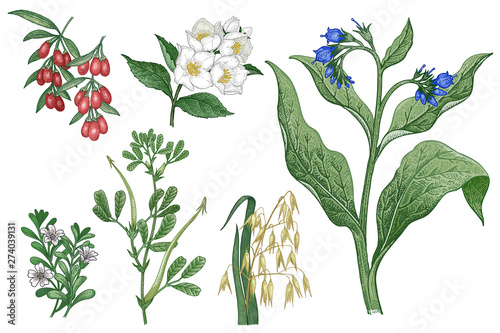 Set of imedical plants. Oats, Goji, Comfrey, Fenugreek, Brahmi, Jasmine. photo
