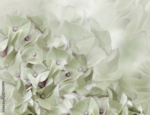 hydrangea flowers. light green background. floral collage. flower composition. Close-up. Nature. © nadezhda F