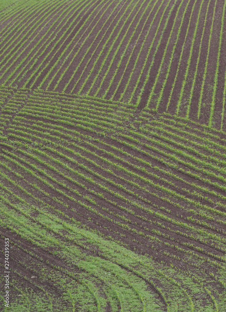 Farmland Ladock Cornwall Farmland Ladock Cornwall