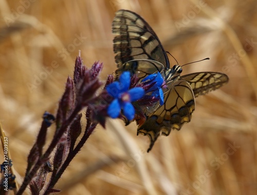 Mariposas de España, Papilio Macaon de frente photo