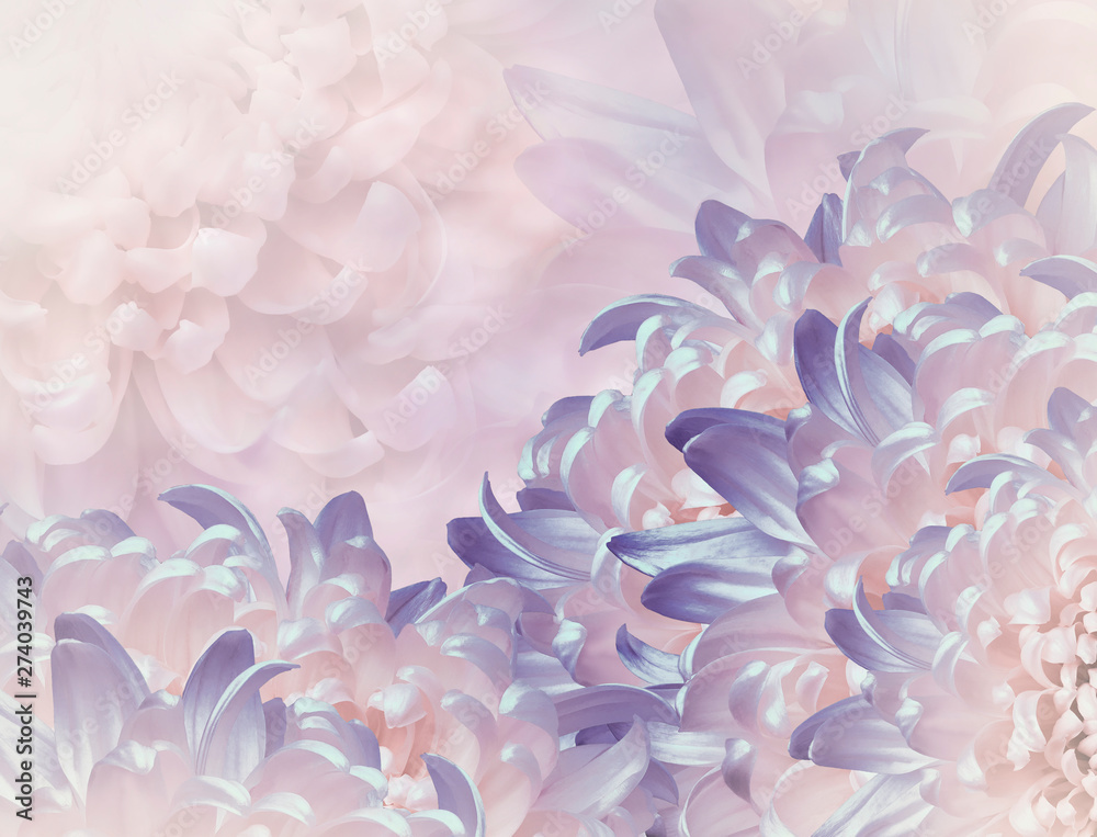 chrysanthemum flowers.  violet and pink background. floral collage. flower composition. Close-up. Nature.