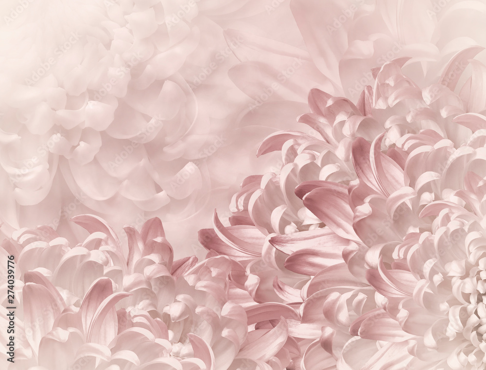 Fototapeta premium chrysanthemum flowers. light red background. floral collage. flower composition. Close-up. Nature.