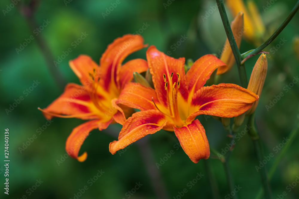 closeup of , beautiful orange lily (Lilium bulbiferum) with water drops closeup of , beautiful orange lily (Lilium bulbiferum) with water drops
