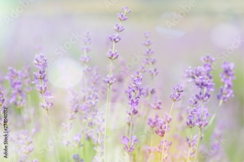 Beautiful soft light lavender flowers background with light effects bokeh
