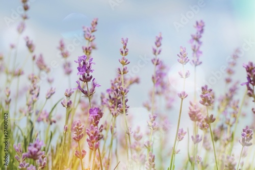 Beautiful soft light lavender flowers background with light effects bokeh