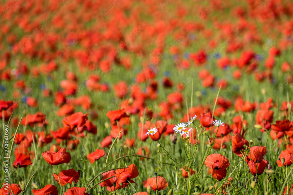 Klatschmohnblüten im Getreidefeld