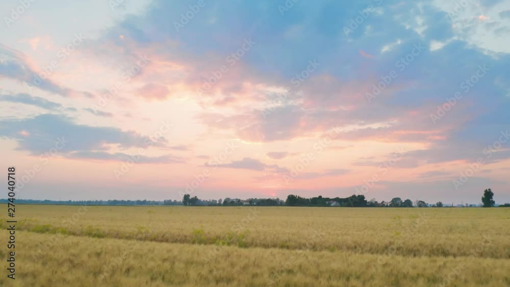 Immenso campo di grano d'oro con sfondo del tramonto.. Vista aerea. Immenso campo di grano d'oro con sfondo del tramonto.. Vista aerea.